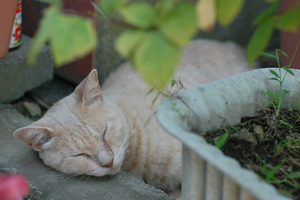 DSC_0322a.jpg