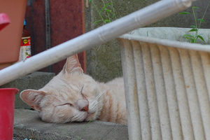DSC_0323a.jpg
