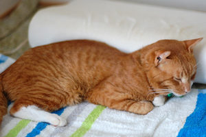 DSC_0424a.jpg