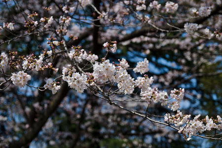 DSC_0925a.jpg