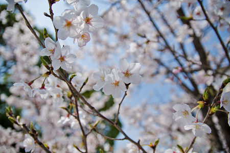 DSC_0936a.jpg