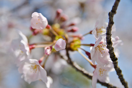 DSC_0938a.jpg